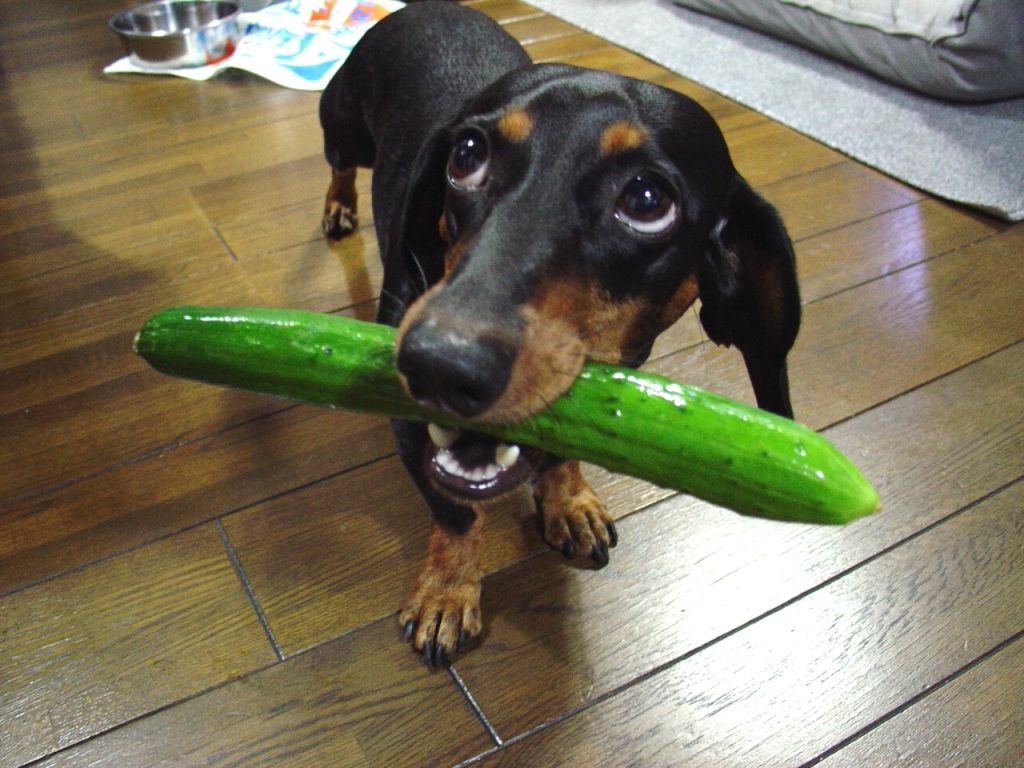 Cute dog looking up holding cucumber