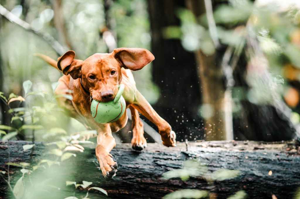 Swiftpaws offers 'the best game of chase' for active dogs, but it's gonna  cost you