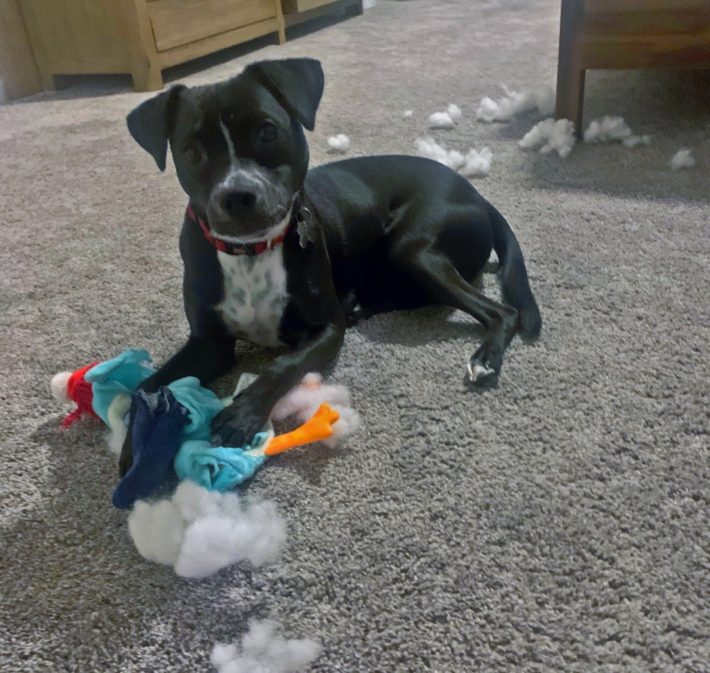 black and white dog with destroyed owl toy and stuff around