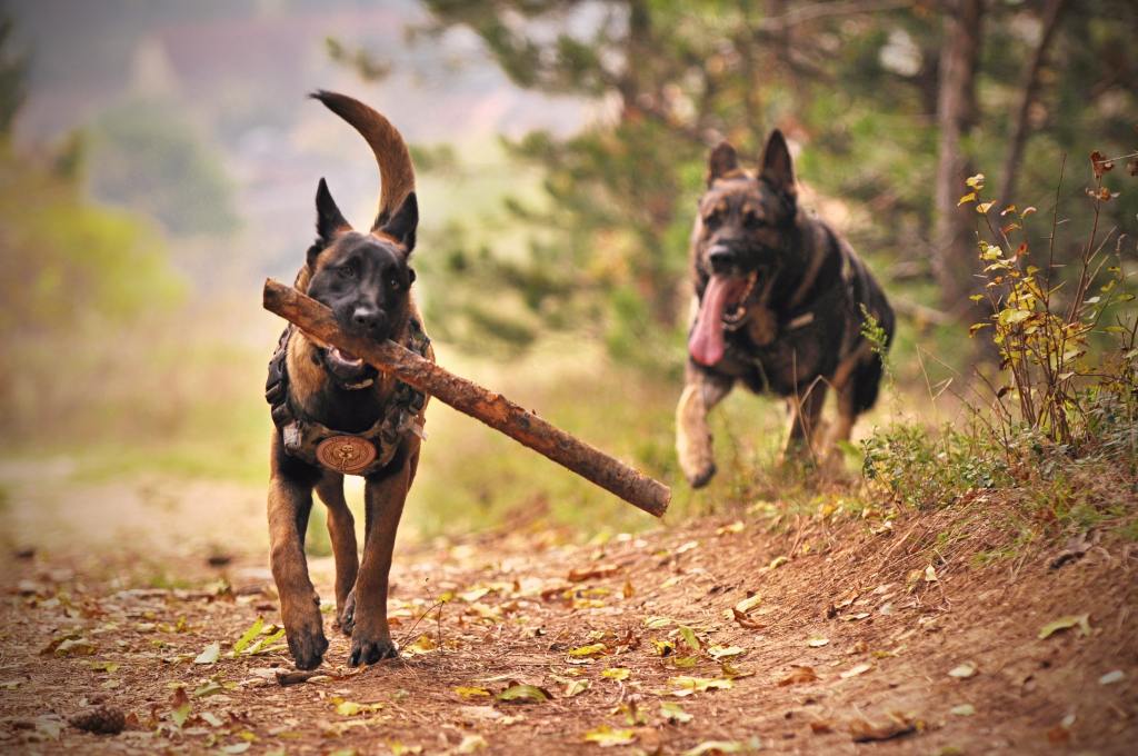 two german shepherds in the woods one has a large stick in his mouth the other is running behind with his tongue out