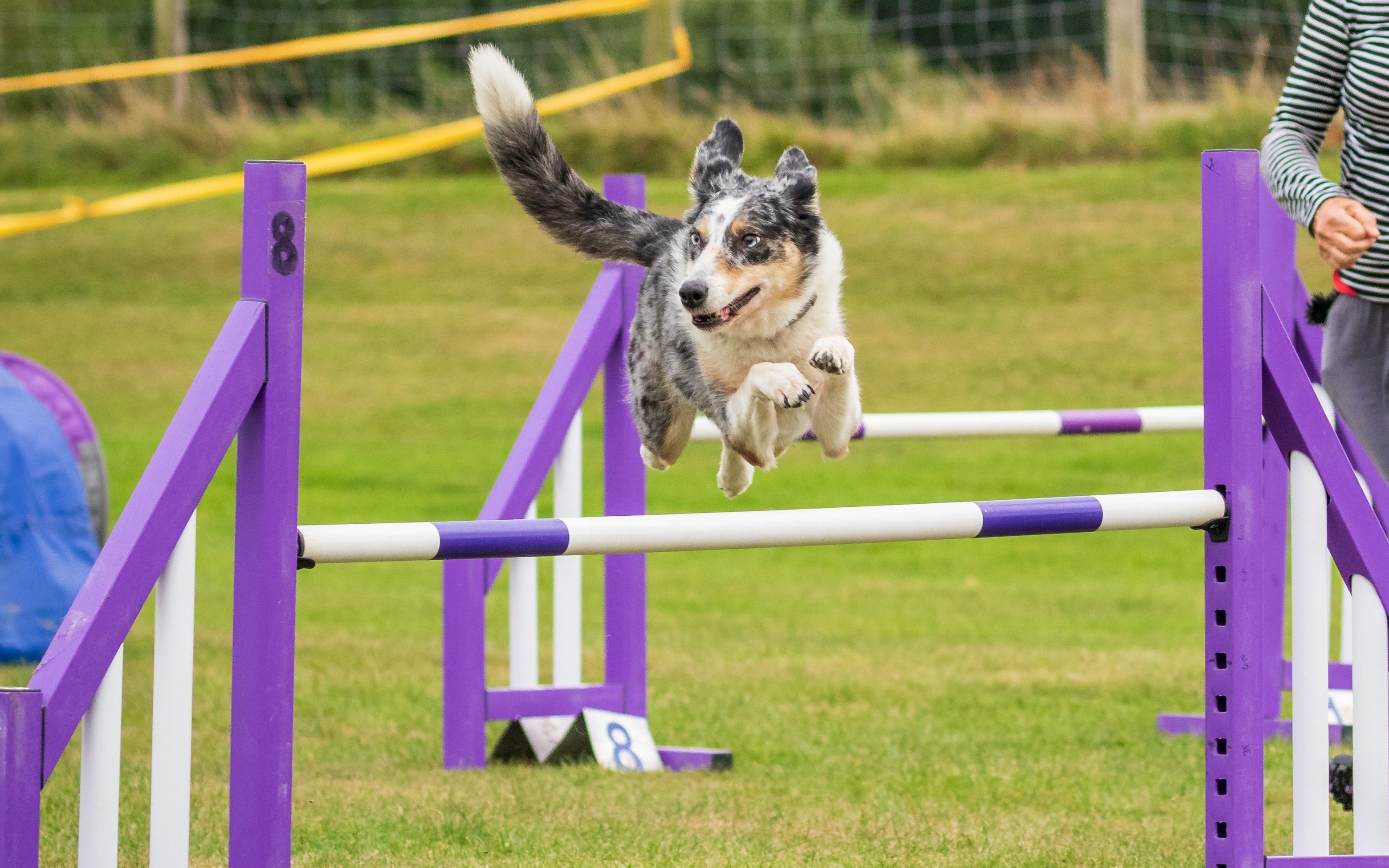 dog jumping over agility bar