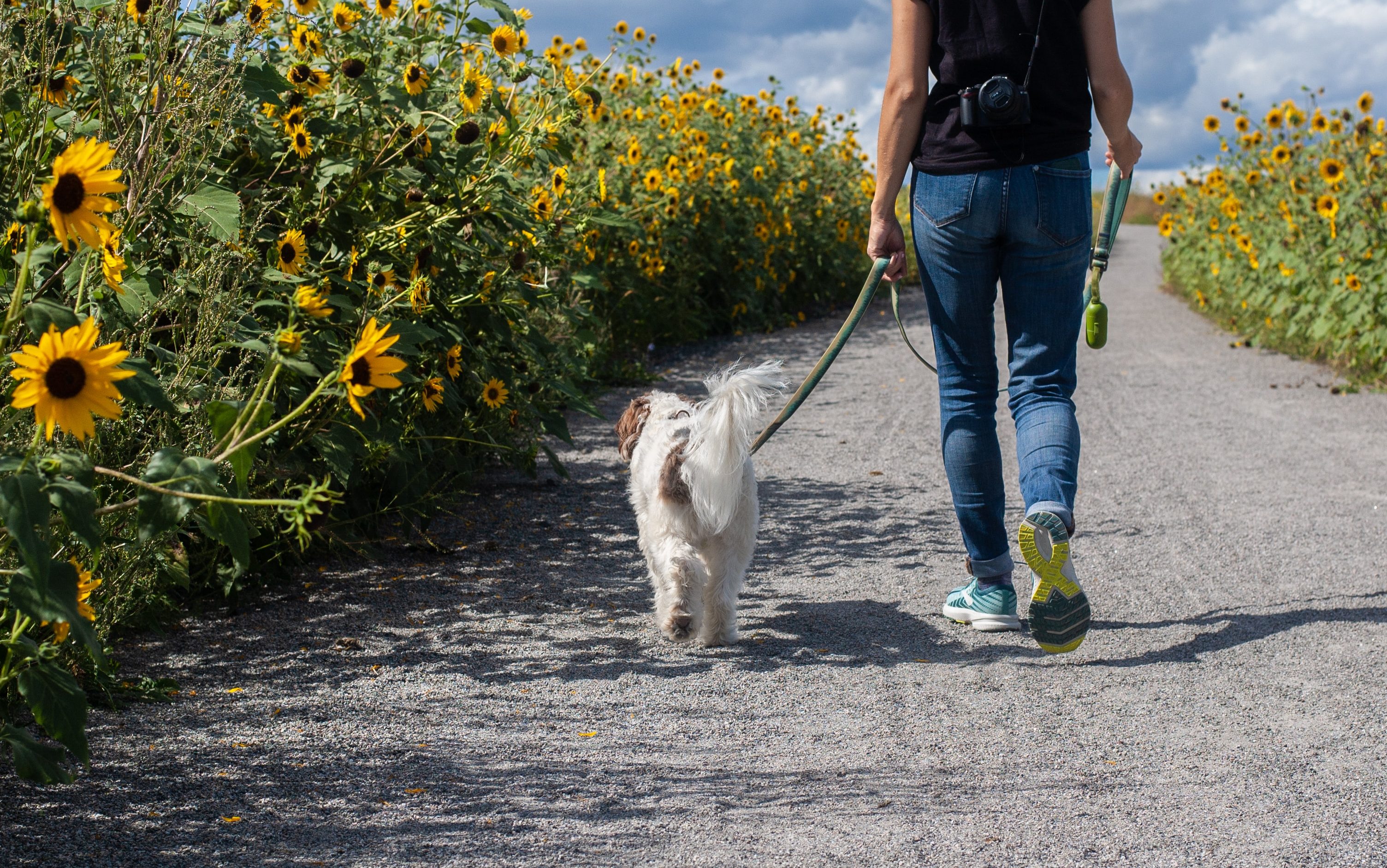 dog walking on leash through path of sunflowers
