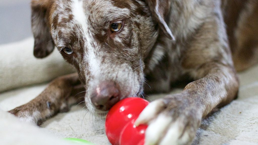 brown and white dog eating from red kong classic