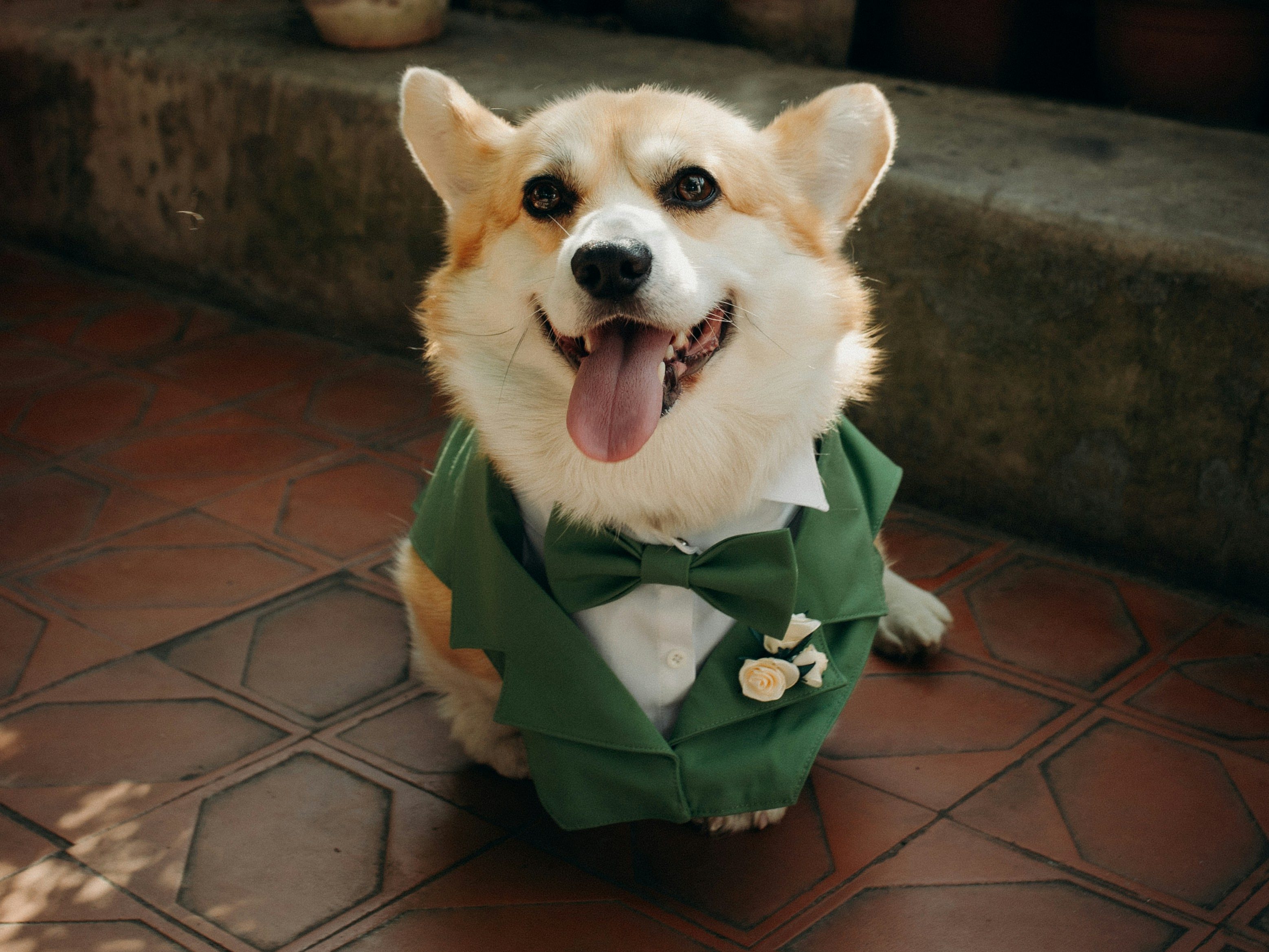 Corgi dog in green tux