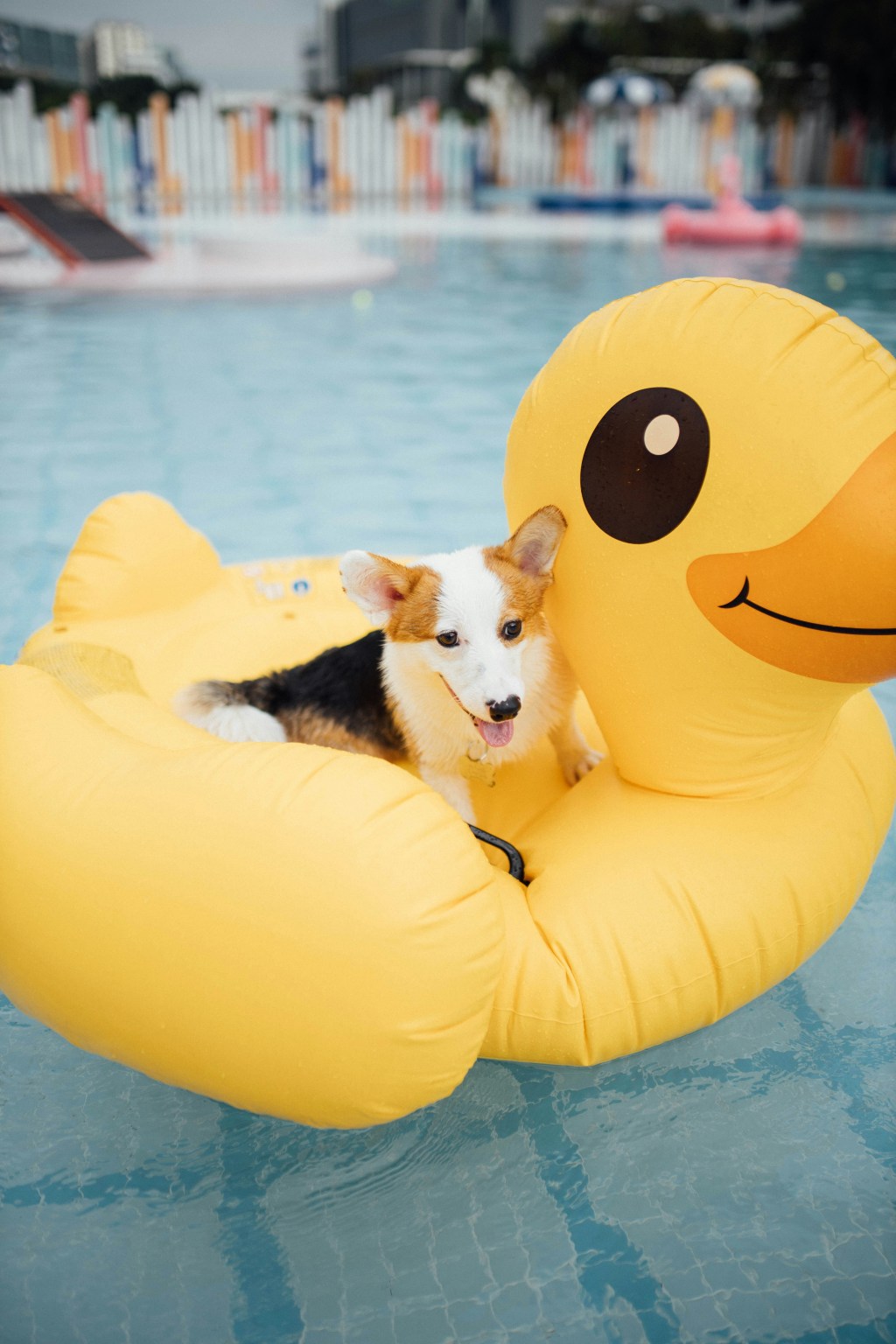 Make a Splash with These Top 10 Pool and Water Toys for Dogs in the Summer of 2024